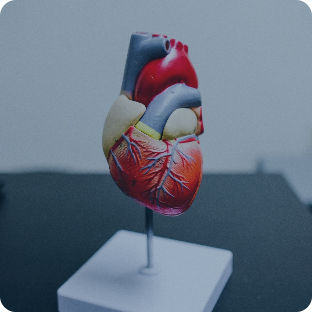 Abdominal Organ Transplantation Anesthesia 