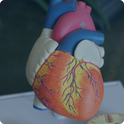 Cardiac Programs